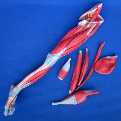 Músculos Desmontáveis de membros inferiores Modelo Médico PVC Avançado para Educação em Anatomia