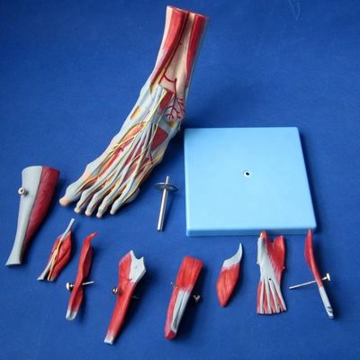 Músculos Humanos Modelos Anatômicos Avançados Modelo de Pés de 9 Partes com Nervos e Anatomia