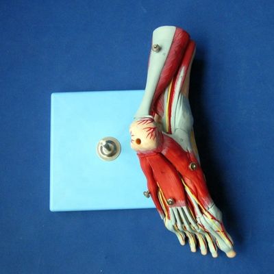 Músculos Humanos Modelos Anatômicos Avançados Modelo de Pés de 9 Partes com Nervos e Anatomia