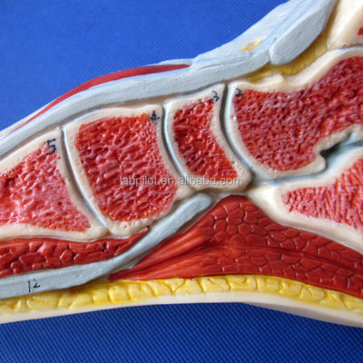 Modelo anatômico do pé Tamanho da vida humana Seção Sagital Mediana detalhada Anatomia