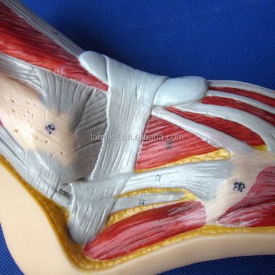 Modelo anatômico do pé Tamanho da vida humana Seção Sagital Mediana detalhada Anatomia