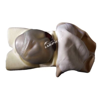 Manikin avançado de cuidados de enfermagem de maternidade de PVC essencial para treinamento de palpação de maternidade