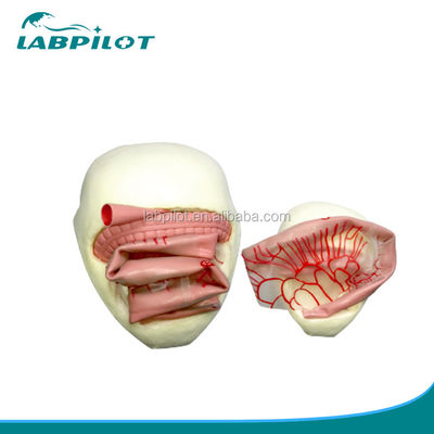 Modelo de Treinamento de Anastomose Intestinal PVC para Prática de Anastomose Intestinal Pequena