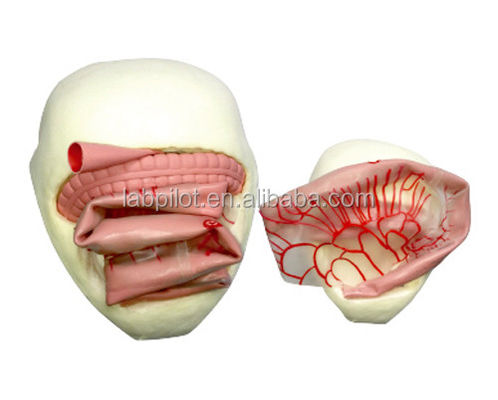 Modelo de Treinamento de Anastomose Intestinal PVC para Prática de Anastomose Intestinal Pequena
