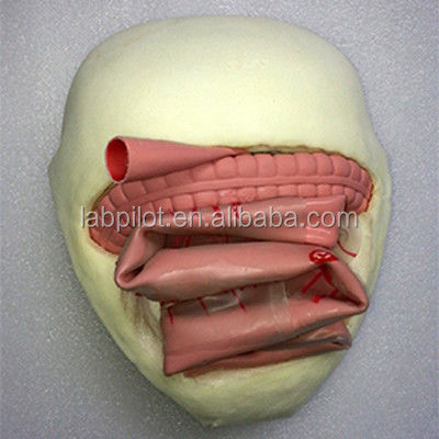 Modelo de Treinamento de Anastomose Intestinal PVC para Prática de Anastomose Intestinal Pequena