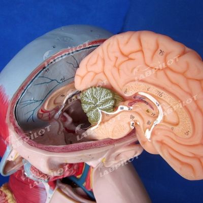 Vantagem de 333 posições numeradas Modelo de anatomia do corpo humano com músculos e órgãos