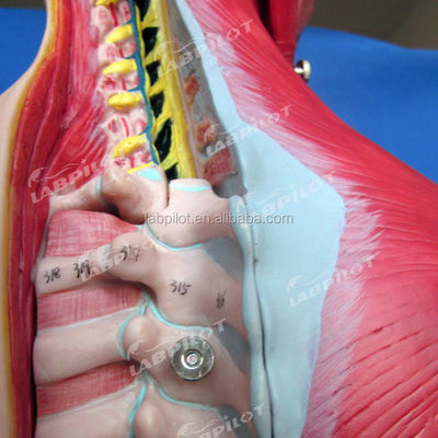 Vantagem de 333 posições numeradas Modelo de anatomia do corpo humano com músculos e órgãos