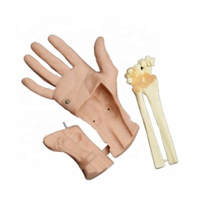 Simulador de Treinamento de Artroscopia do Pulso Discertible Anatomia articular da mão viva para hospitais