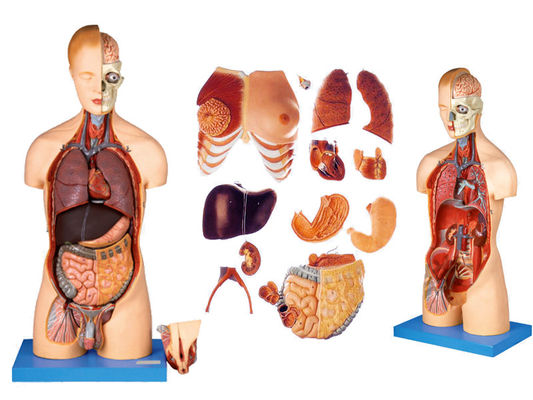 Vantagem de 333 posições numeradas Modelo de anatomia do corpo humano com músculos e órgãos