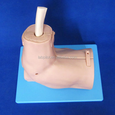 Modelo de treinamento de anatomia articulada do ombro com simulador de artroscopia do ombro desmontável