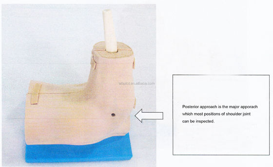 Modelo de treinamento de anatomia articulada do ombro com simulador de artroscopia do ombro desmontável