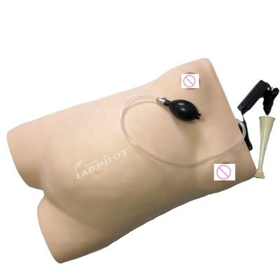 Tamanho de vida humana Gravidez Maniquim Auscultation Simulador de ensino para ciência médica