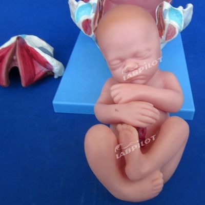 Modelo de demonstração anatómica médica Pelvis e Feto a termo