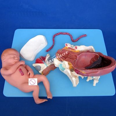 Modelo de demonstração anatómica médica Pelvis e Feto a termo