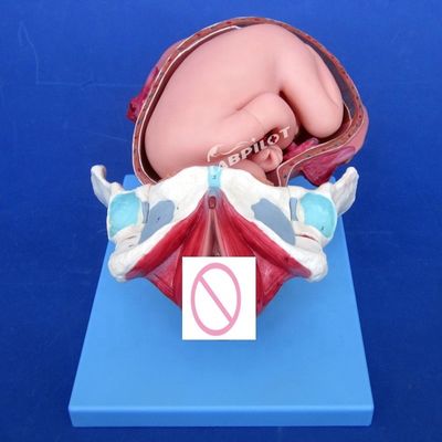 Modelo de demonstração anatómica médica Pelvis e Feto a termo