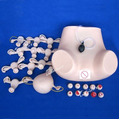 Exame ginecológico de palpação de PVC Manikin com função contraceptiva