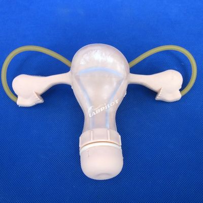 Contracepção Exame pélvico do útero Treinamento de manequim Modelo de cuidados de ginecologia médica