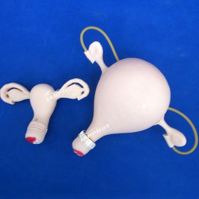 Exame ginecológico de palpação de PVC Manikin com função contraceptiva
