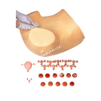 Exame ginecológico de palpação de PVC Manikin com função contraceptiva
