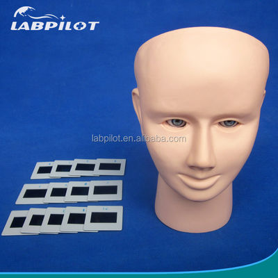 Modelo de Ensino de Inspeção Ocular PVC para Exame Funduscópico de Tamanho da Vida Humana
