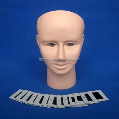 Modelo de Ensino de Inspeção Ocular PVC para Exame Funduscópico de Tamanho da Vida Humana