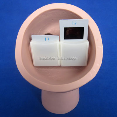 Modelo de Ensino de Inspeção Ocular PVC para Exame Funduscópico de Tamanho da Vida Humana