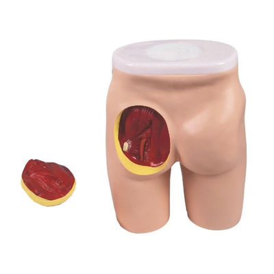 Modelo de Ensino Integral de Injeção IM para Educação em músculos glúteos e anatomia
