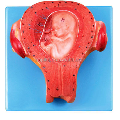 Produto de PVC avançado Modelo de embrião grávida Terceiro mês Útero com cordão umbilical