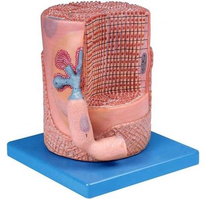 Ciência médica avançada de PVC Modelo anatômico Fibras musculares esqueléticas Núcleo da célula muscular Modelo 3D