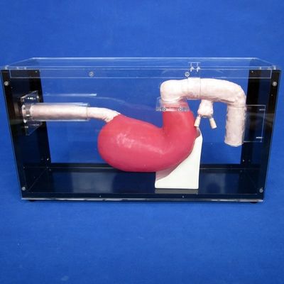 Gastroscópio de tamanho humano Duodenoscópio e ERCP para ensino de anatomia gastrointestinal