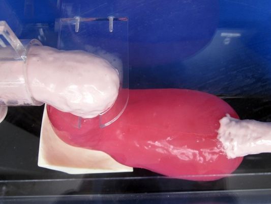 Gastroscópio de tamanho humano Duodenoscópio e ERCP para ensino de anatomia gastrointestinal