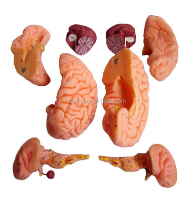 8 Peças de luxo Ensino humano Modelo de cérebro plástico para hospitais Anatomia do sistema nervoso