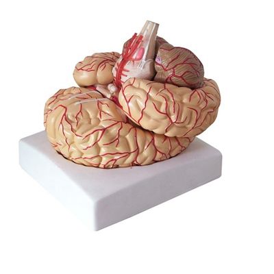 Modelo anatômico para exibição de anatomia do tronco cerebral ferramenta de ensino hemisférico médico
