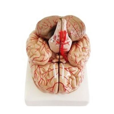Modelo anatômico para exibição de anatomia do tronco cerebral ferramenta de ensino hemisférico médico
