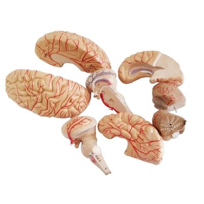 Modelo anatômico para exibição de anatomia do tronco cerebral ferramenta de ensino hemisférico médico