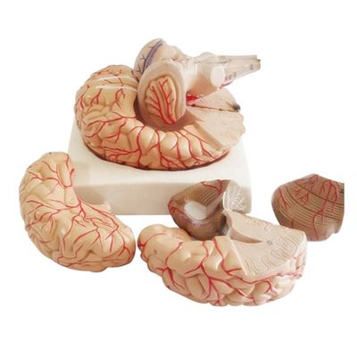 Modelo anatômico para exibição de anatomia do tronco cerebral ferramenta de ensino hemisférico médico