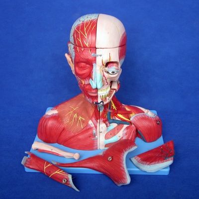 Estudo Médico Avançado PVC Cabeça Humana Músculos Nervos e Cérebro Modelo anatômico do tronco