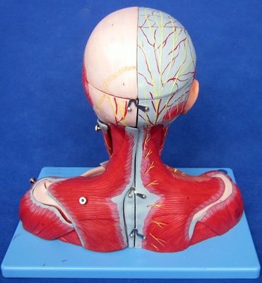 Estudo Médico Avançado PVC Cabeça Humana Músculos Nervos e Cérebro Modelo anatômico do tronco