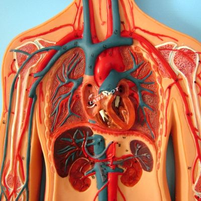Modelos de vasos sanguíneos humanos que mostram a anatomia do sistema cardiovascular para treinamento