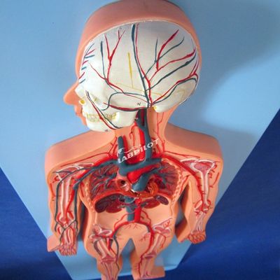 Modelos de vasos sanguíneos humanos que mostram a anatomia do sistema cardiovascular para treinamento
