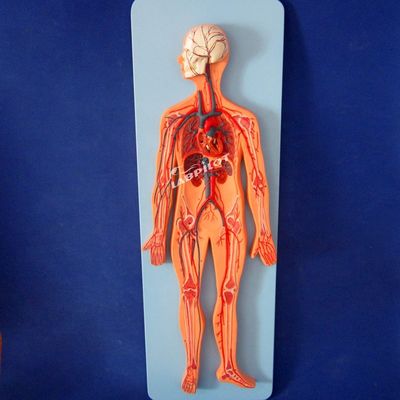 Modelos de vasos sanguíneos humanos que mostram a anatomia do sistema cardiovascular para treinamento