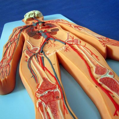 Modelos de vasos sanguíneos humanos que mostram a anatomia do sistema cardiovascular para treinamento