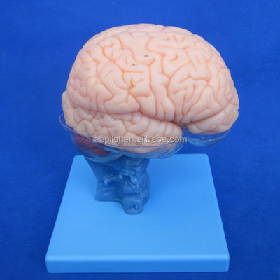 Tamanho da vida humana 3D Ensino de Anatomia Modelo 15 Peças desmontáveis para Ciência Médica