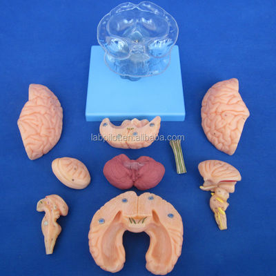 Tamanho da vida humana 3D Ensino de Anatomia Modelo 15 Peças desmontáveis para Ciência Médica