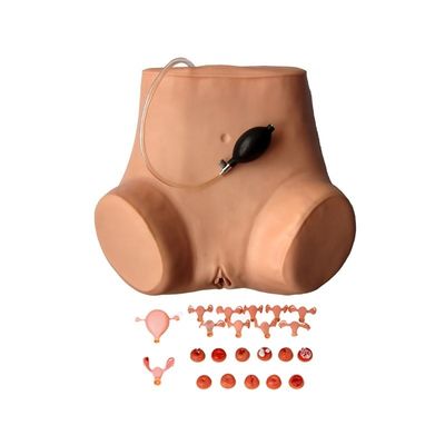 Tamanho da vida humana Exame pélvico e vaginal manequim para pacientes Demonstração de cuidados