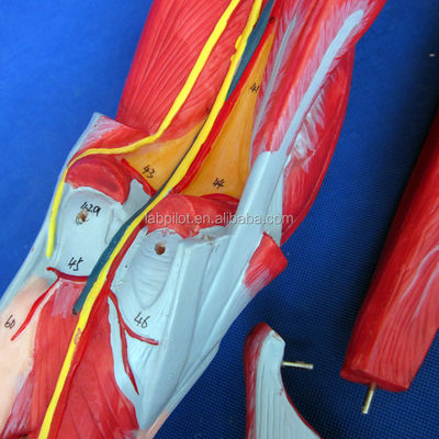 Músculos Desmontáveis de membros inferiores Modelo Médico PVC Avançado para Educação em Anatomia