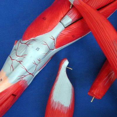 Músculos Desmontáveis de membros inferiores Modelo Médico PVC Avançado para Educação em Anatomia