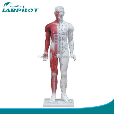 Meridian Demonstração de acupuntura humana de luxo Modelo 84CM com músculo para a educação