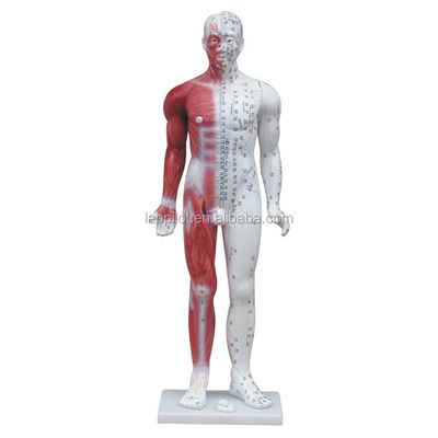 Meridian Demonstração de acupuntura humana de luxo Modelo 84CM com músculo para a educação