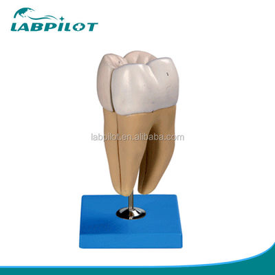 Estruturas anatômicas detalhadas dos dentes molares inferiores adultos Modelo avançado de cuidados dentários de PVC